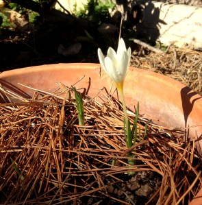 autumn crocus sq